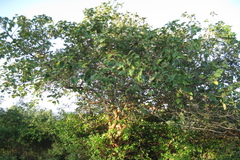 Premna latifolia var. latifolia